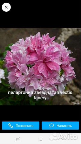 Пеларгония герань сортовые