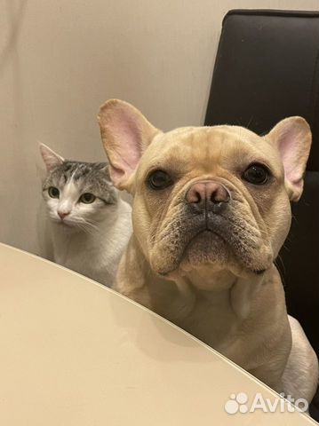 Вязка французский бульдог