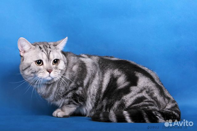 Вязка с британским котом Вязка с британским котом