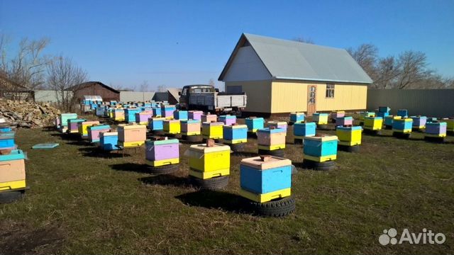 Пчелопакеты, пчеломатки, Карпатка, Генераловка купить на Зозу.ру - фотография № 1