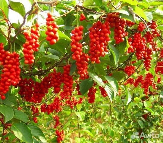 Продам саженцы лимонника китайского