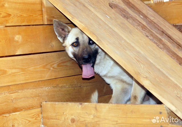 Молодой красивый пёс в свой дом купить на Зозу.ру - фотография № 1