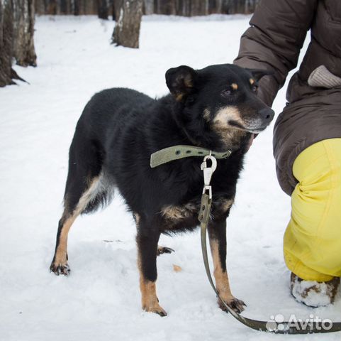 Очень добродушная собака ищет дом купить на Зозу.ру - фотография № 6