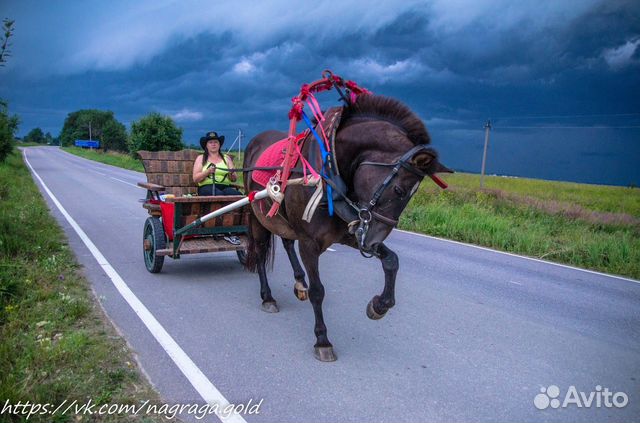 Предлагается в аренду универсальная лошадь купить на Зозу.ру - фотография № 1