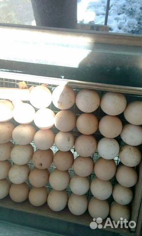 Продаю инкубационное яйцо кур,породы Брама