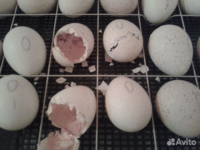 Яйцо инкубационное индюшиное. Инкубационное яйцо королевской пальмовой индейки.Арамиль. Яйца индейки. Печати на инкубационных яйцах индейки.