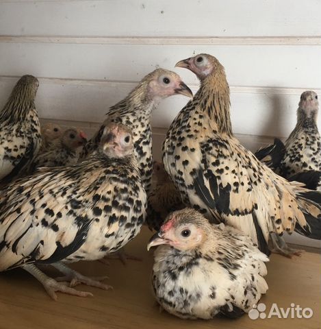 Куры и петушки, а также цыплята разных возрастов купить на Зозу.ру - фотография № 6