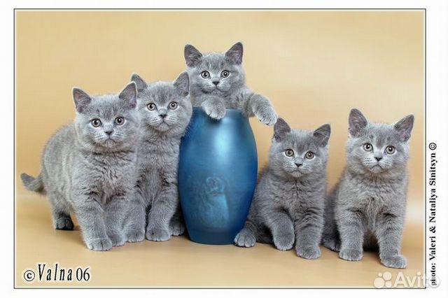 Британские котята классического окраса купить на Зозу.ру - фотография № 6