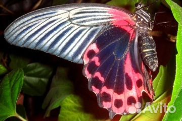 Живые тропические бабочки Красный Всадник Malibu