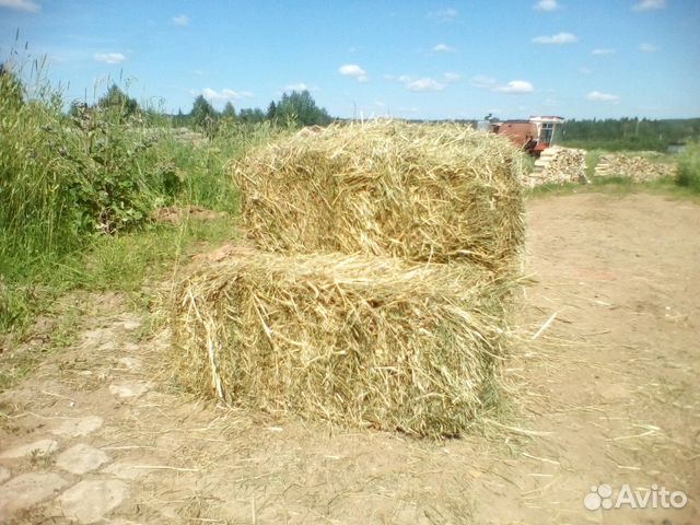 Зерно, сено, свежий урожай, доставка купить на Зозу.ру - фотография № 5