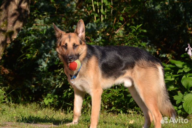 Рекс - статный парень, добрый Рекс - статный парень, добрый