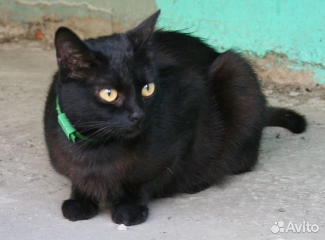 Молодая стерилизованная кошка-мышеловка ищет дом купить на Зозу.ру - фотография № 3