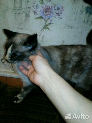 Кошечка красавица купить на Зозу.ру - фотография № 4