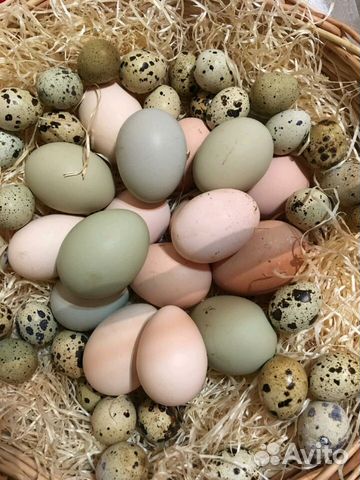 Промышленное инкубационное яйцо купить на Зозу.ру - фотография № 1