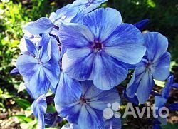 Флоксы метельчатые