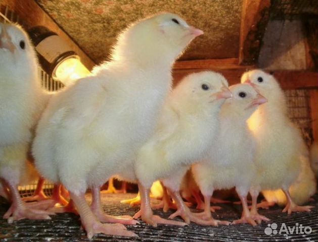 Суточные цыплята купить на Зозу.ру - фотография № 1