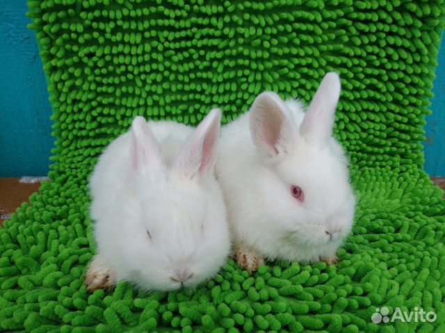 Новозеландские белые кролики (нзб) купить на Зозу.ру - фотография № 1