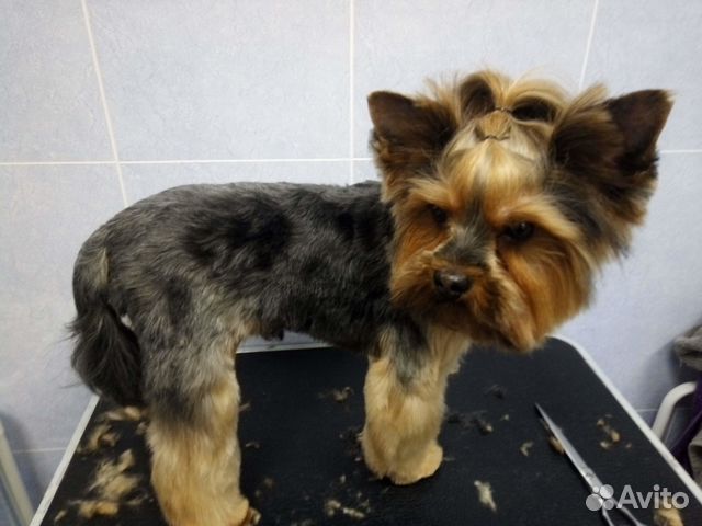 Стрижка собак и кошек, тримминг (груминг)