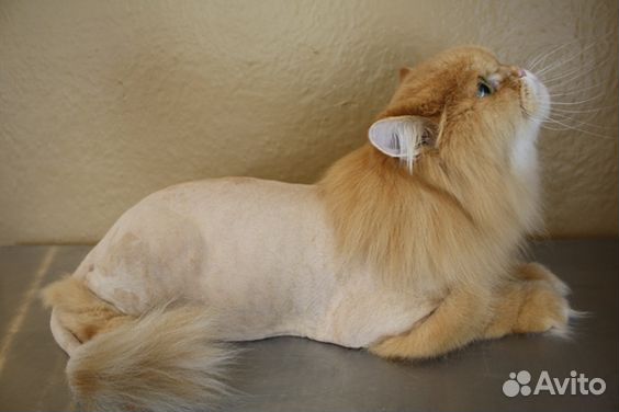 Стрижка Котов и Кошек выезд на дом. Грумер