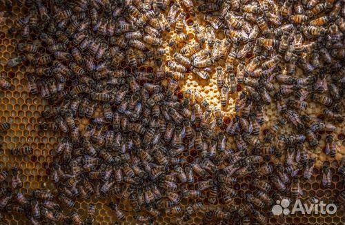 Продам пчелосемьи и пчелопакеты купить на Зозу.ру - фотография № 1