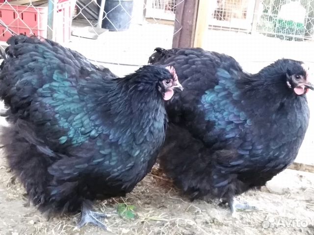 Чёрный орпингтон яйцо, цыплята купить на Зозу.ру - фотография № 7