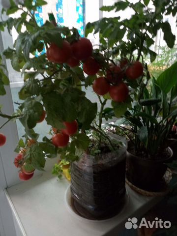89580165127 Балконные помидоры