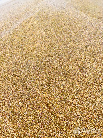 Кукуруза 5000 тонн купить на Зозу.ру - фотография № 5