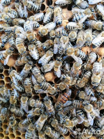 Продаю пчёлы купить на Зозу.ру - фотография № 7