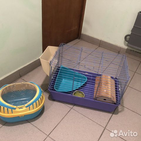 Товары для морской свинки