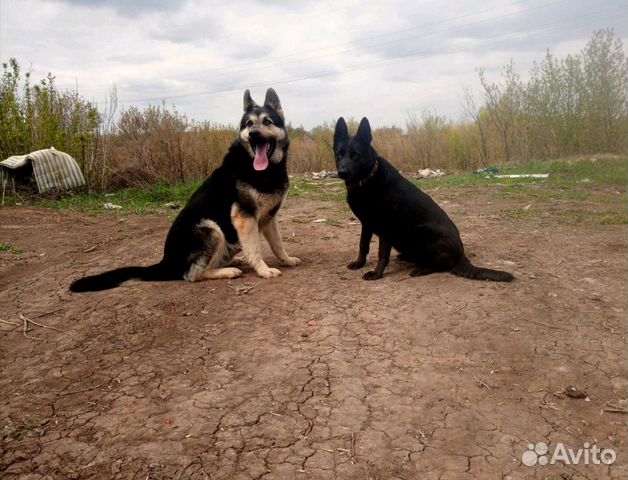 Восточно Европейская Овчарка Купить В Волгограде