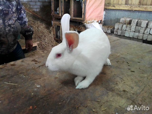 Животные слободской. Авито Кировская область кролики белый великан.