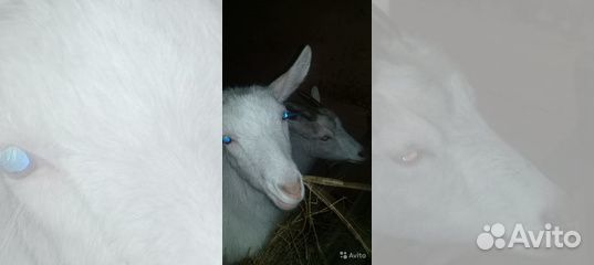 Козы Овцы купить на Зозу.ру - фотография № 3
