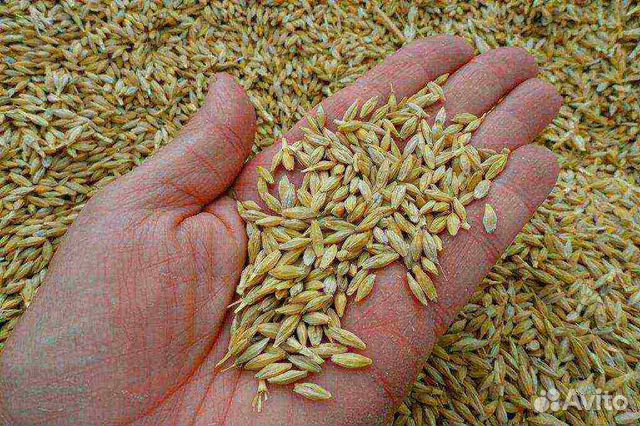 Пшеница и ячмень новый урожай купить на Зозу.ру - фотография № 1