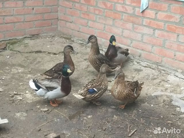 Подсадные утки