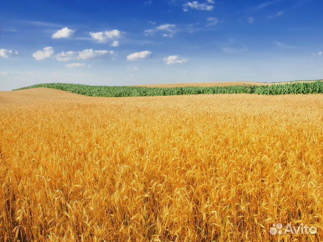Зерно, пшеница купить на Зозу.ру - фотография № 1