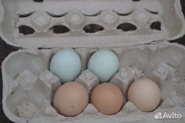 Яйца домашние 2 зеленых+8 желтых