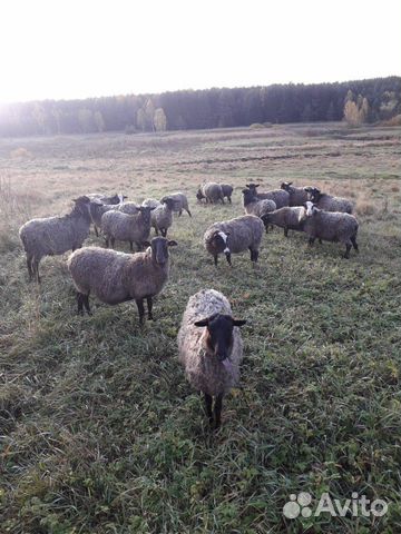 Овцы, романовская порода купить на Зозу.ру - фотография № 5