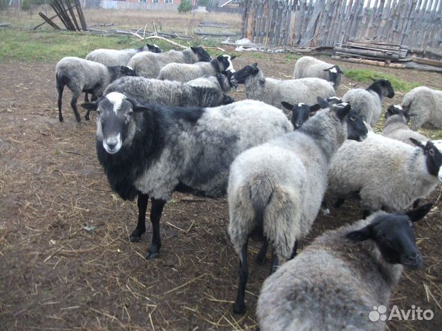 Романовские овцы купить на Зозу.ру - фотография № 1