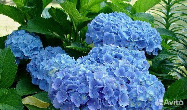 Гортензия Сleopatra Blue (Клеопарта Блю) Гортензия Сleopatra Blue (Клеопарта Блю)