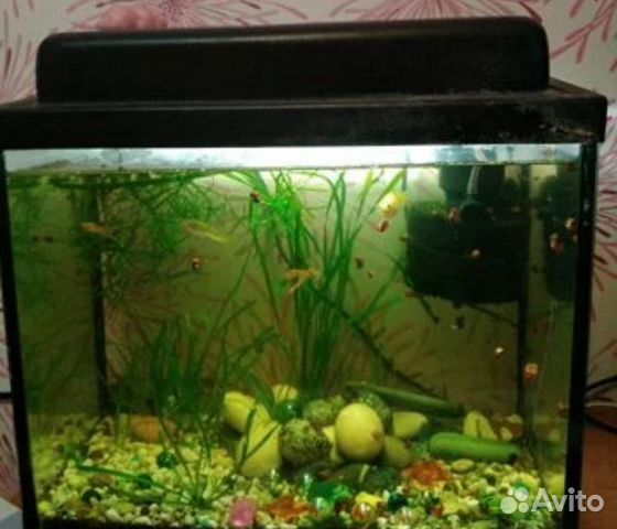 Прийму аквариум с рыбками купить на Зозу.ру - фотография № 1