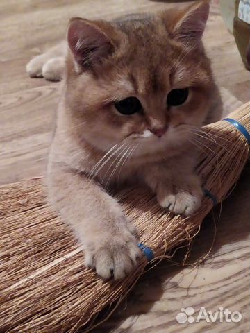 Британский кот