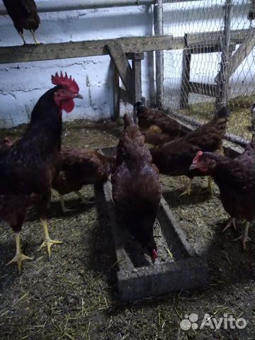 Инкубационные яйцо кур Род-Айленд.Выведу цыплят по купить на Зозу.ру - фотография № 1