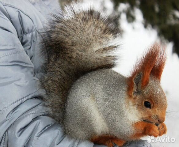 Белка. бельчата