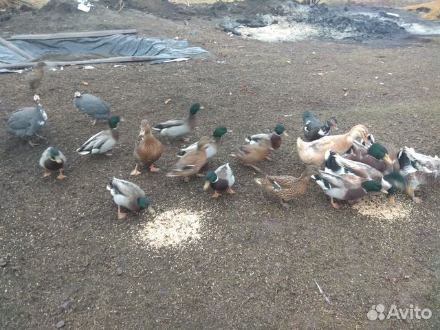 Авито Птица В Валуйках С Фото