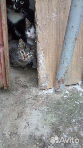 Котята ищут дом купить на Зозу.ру - фотография № 2
