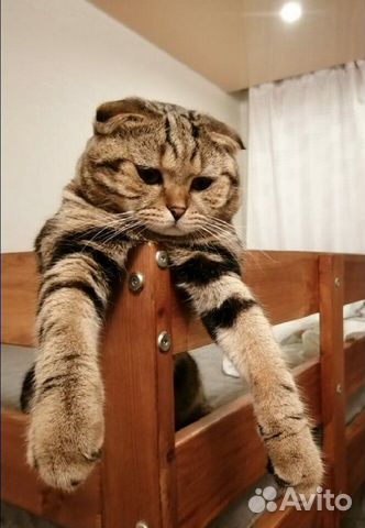 Кот для вязки