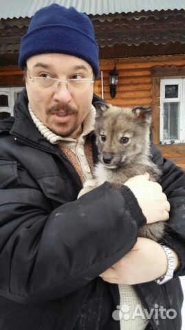Щенки волкособа (лайка + волк) купить на Зозу.ру - фотография № 1