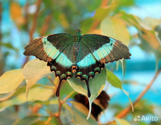 Живые тропические бабочки Papilio Polyxenes купить на Зозу.ру - фотография № 10
