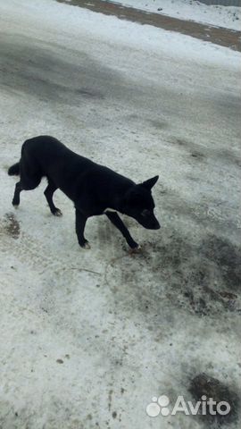 Собака во двор охранник купить на Зозу.ру - фотография № 6