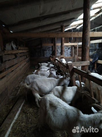 Козы, козочки, козлята и коровы (Нетель) купить на Зозу.ру - фотография № 1